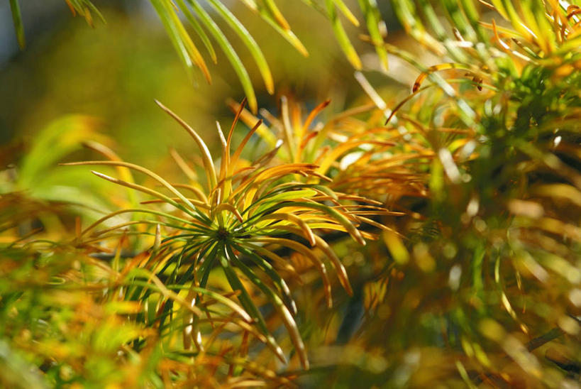 无人,横图,室外,特写,白天,美景,植物,景观,树,自然,景色,季节,摄影,自然风光,落叶松,常绿树,秋天,彩图,对焦