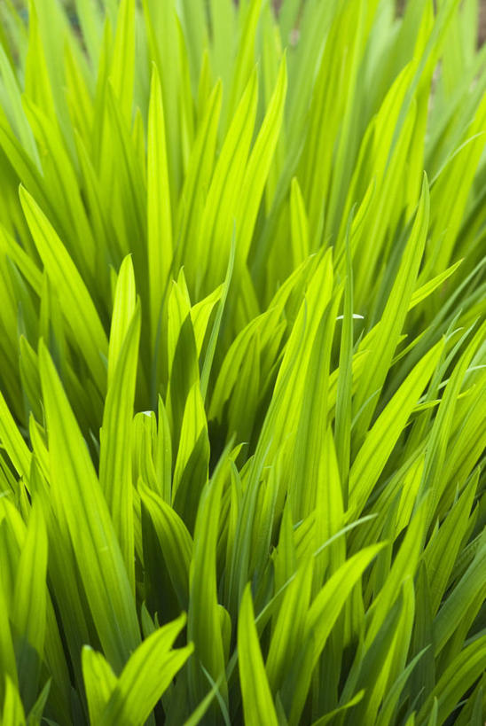 无人,竖图,室外,特写,白天,留白,美景,植物,蔬菜,叶子,新鲜,景观,食品,食物,自然,夏天,景色,摄影,有机食品,绿色食品,生长,明亮,清新,自然风光,柔焦,恶魔,肌理,刀刃,彩图,全画面,全框架,全帧,全画幅,对焦