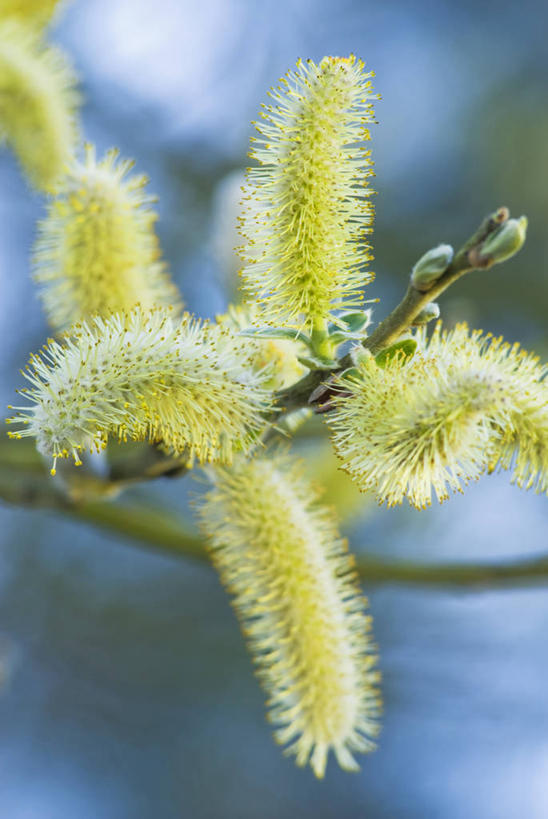 无人,竖图,室外,特写,白天,留白,美景,植物,柳树,景观,枝,花,花瓣,花朵,树,黄色,蓝色,天空,自然,春天,景色,摄影,生长,脆弱,清新,自然风光,柔焦,苍白,落叶树,柔和,彩图,褪色柳,对焦