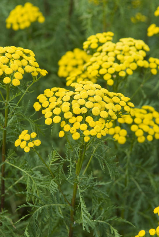 无人,竖图,室外,特写,白天,留白,美景,植物,叶子,药,景观,野花,花,花瓣,黄色,自然,夏天,景色,摄影,生长,明亮,艾菊,菊科植物,草本,清新,自然风光,柔焦,彩图,对焦