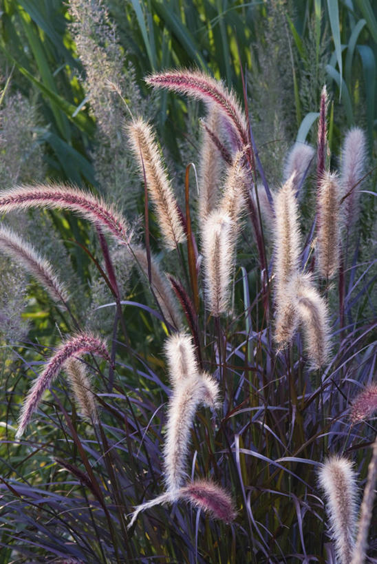 无人,竖图,室外,特写,白天,留白,美景,太阳,植物,叶子,日光,景观,草,花,粉色,自然,奶油,景色,摄影,生长,成长,脆弱,清新,自然风光,逆光,青铜,观赏草,柔和,变性植物,天南星,彩图,对焦,多年生植物,喷泉椒草