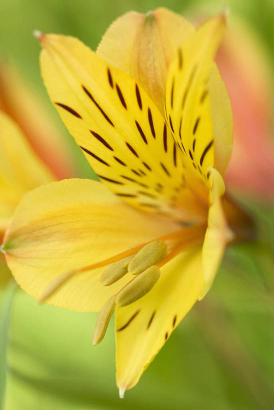 无人,竖图,室外,特写,白天,留白,美景,植物,六出花,景观,标记,花,花瓣,黄色,红色,自然,夏天,景色,摄影,明亮,清新,自然风光,柔焦,式样,彩图,对焦,多年生植物