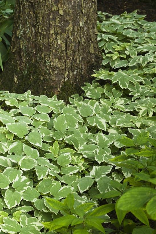 无人,竖图,室外,白天,留白,美景,植物,叶子,垒,景观,标记,树,树干,自然,奶油,夏天,景色,摄影,生长,灌木,自然风光,式样,彩图