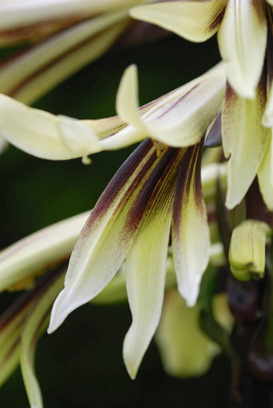 无人,竖图,室外,特写,白天,美景,植物,景观,自然,夏天,景色,摄影,自然风光,彩图,对焦