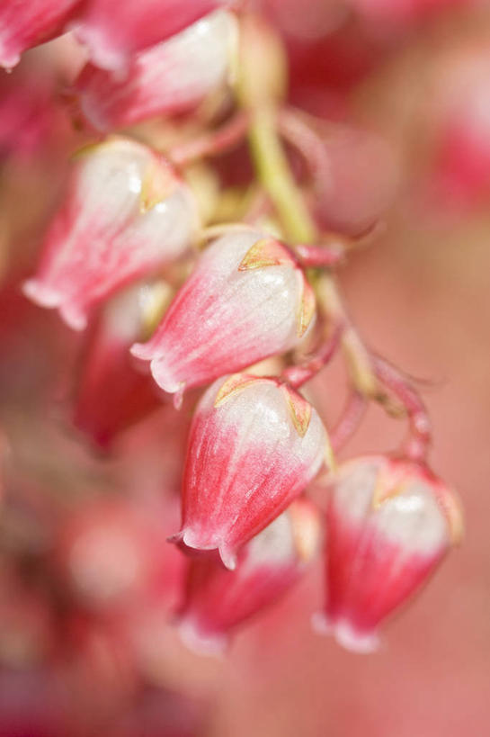 无人,竖图,室外,特写,白天,留白,美景,植物,景观,花,花瓣,粉色,自然,景色,摄影,灌木,明亮,清新,自然风光,柔焦,白蝴蝶,彩图,对焦