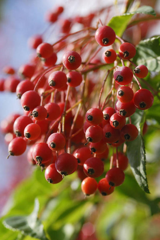无人,竖图,室外,特写,白天,美景,植物,玫瑰,野生动物,浆果,丰富,景观,自然,景色,摄影,收获,灌木,臀,自然风光,蔷薇果,落叶树,秋天,彩图,对焦