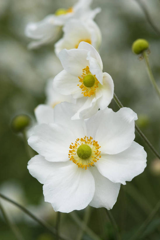 无人,竖图,室外,特写,白天,留白,美景,植物,景观,花,花瓣,白色,自然,夏天,景色,摄影,银莲花,伸出,清新,自然风光,柔焦,苍白,彩图,对焦,多年生植物