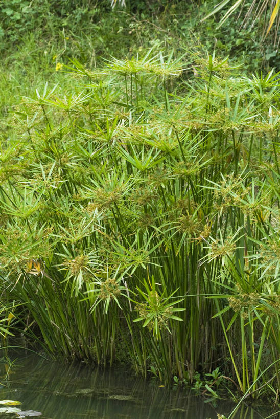 无人,竖图,室外,白天,留白,海洋,美景,水,植物,叶子,景观,绿色,自然,夏天,景色,摄影,生长,成长,灌木,明亮,自然风光,莎草,彩图,全画面,全框架,全帧,全画幅