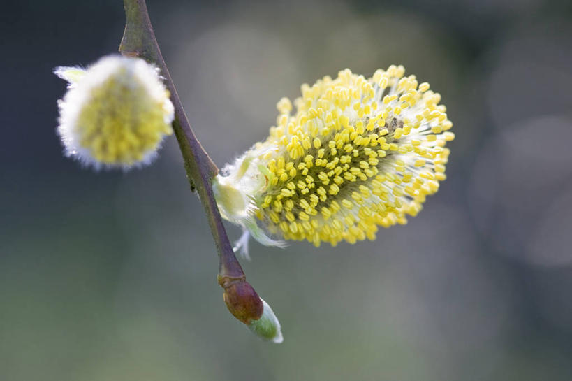 无人,横图,室外,特写,白天,留白,镜头眩光,美景,植物,柳树,景观,枝,花,花瓣,花朵,树,黄色,自然,春天,景色,摄影,生长,清新,自然风光,柔焦,落叶树,彩图,褪色柳,对焦