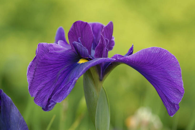 无人,横图,室外,特写,白天,美景,植物,景观,花,紫色,自然,夏天,景色,摄影,鸢尾,自然风光,彩图,对焦