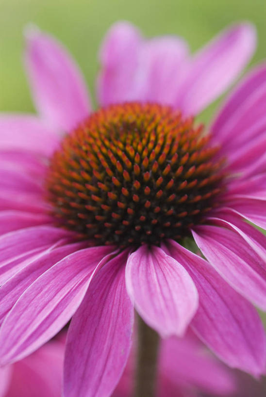 无人,竖图,室外,特写,白天,美景,植物,盛开,景观,花蕾,花,花瓣,花朵,鲜花,一朵,粉色,自然,花苞,花蕊,橙色,景色,摄影,金花菊,自然风光,紫锥花,彩图,对焦