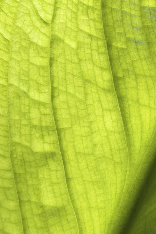 血管,无人,竖图,特写,白天,留白,抽象,微距,美景,植物,叶子,半透明,景观,绿色,自然,景色,摄影,生长,明亮,清新,自然风光,柔焦,逆光,臭菘,式样,叶脉,彩图,全画面,全框架,全帧,全画幅