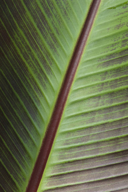 无人,竖图,室外,特写,白天,背景,美景,植物,建筑,叶子,景观,香蕉树,自然,景色,摄影,香蕉叶,热带气候,自然风光,肌理,式样,设计,彩图,全画面,全框架,全帧,全画幅,对焦
