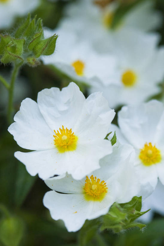无人,竖图,室外,特写,白天,美景,植物,景观,天气,花,自然,夏天,景色,摄影,灌木,明亮,脆弱,干旱,雄蕊,自然风光,岩蔷薇,彩图,肉质植物,对焦
