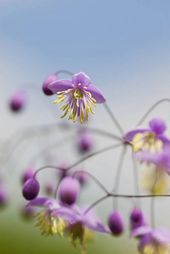无人,竖图,室外,特写,白天,留白,美景,植物,景观,花,花瓣,粉色,黄色,自然,夏天,景色,摄影,生长,脆弱,雄蕊,清新,自然风光,柔焦,设计,彩图,唐松草,对焦,多年生植物
