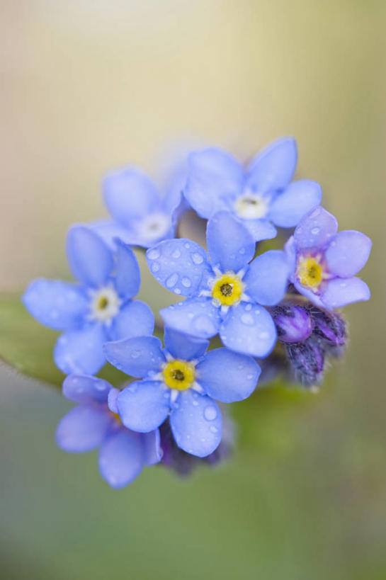 无人,竖图,室外,特写,白天,留白,爱情,美景,水,雨,植物,勿忘我,湿,景观,水滴,花,花瓣,蓝色,自然,春天,景色,摄影,生长,脆弱,清新,自然风光,柔焦,永恒,想念,星辰花,勿忘草,斯太菊,矶松,匙叶花,彩图,对焦