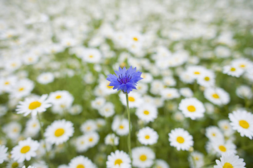 无人,横图,室外,白天,留白,草地,美景,植物,景观,田地,雏菊,花,花瓣,蓝色,白色,自然,夏天,景色,摄影,生长,明亮,清新,自然风光,矢车菊,柔焦,彩图,对焦