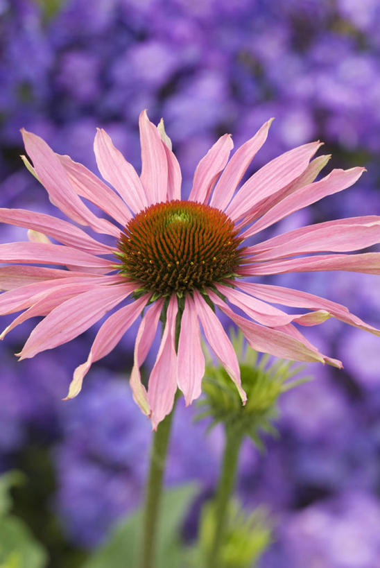 无人,竖图,室外,特写,白天,留白,美景,植物,盛开,景观,花蕾,花,花瓣,花朵,鲜花,一朵,粉色,自然,夏天,花苞,花蕊,景色,摄影,金花菊,清新,自然风光,紫锥花,柔焦,彩图,对焦,多年生植物