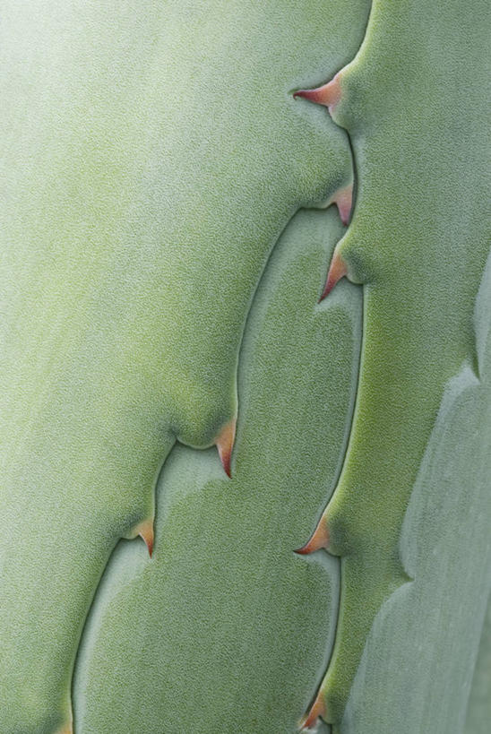 室外,白天,背景,美景,植物,建筑,龙舌兰,仙人掌,叶子,锐利,景观,自然,景色,摄影,希望,锋利,尖锐,荆棘,自然风光,番麻,付出,肉质植物,龙舌掌
