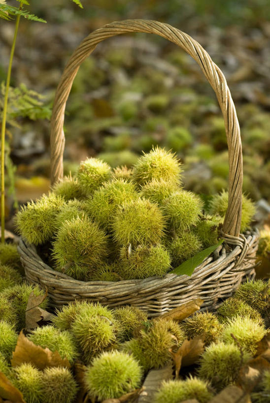 无人,竖图,室外,特写,白天,留白,农业,农作物,美景,静物,水果,篮子,景观,陆地,园艺,栗子,食品,坚果,褐色,饮品,饮食,食物,饮料,排列,自然,景色,摄影,外壳,可口,清新,荆棘,自然风光,选择,适口,秋天,彩图,对焦,坚果壳