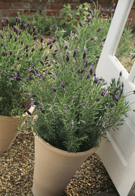 无人,竖图,室外,特写,白天,爱情,美景,植物,景观,天气,浪漫,花,紫色,自然,香草,薰衣草,景色,摄影,干旱,草本,自然风光,呼吸,灵香草,黄香草,奇迹,彩图,对焦