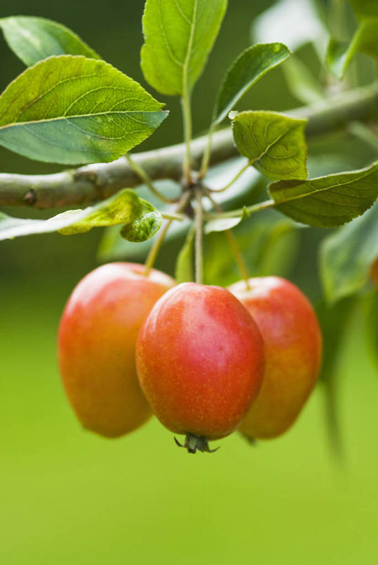 无人,竖图,室外,特写,白天,美景,植物,苹果,水果,景观,海棠,自然,橙色,景色,摄影,收获,自然风光,秋天,彩图,对焦