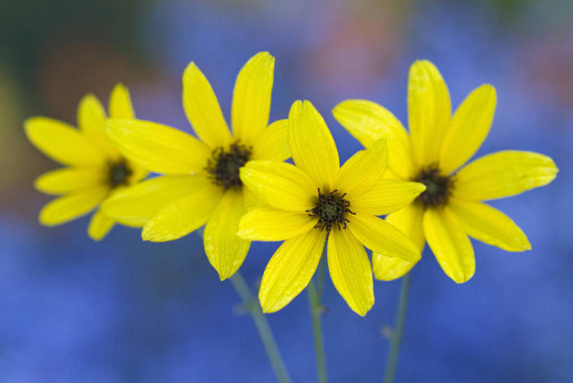 无人,横图,室外,特写,白天,留白,美景,植物,景观,花,花瓣,黄色,自然,景色,摄影,明亮,清新,自然风光,柔焦,金鸡菊,秋天,彩图,对焦,多年生植物