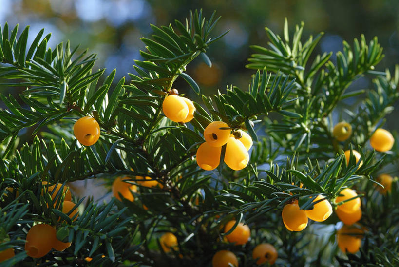 无人,横图,室外,特写,白天,美景,植物,浆果,景观,树,自然,景色,摄影,自然风光,逆光,常绿树,紫杉,秋天,彩图,对焦