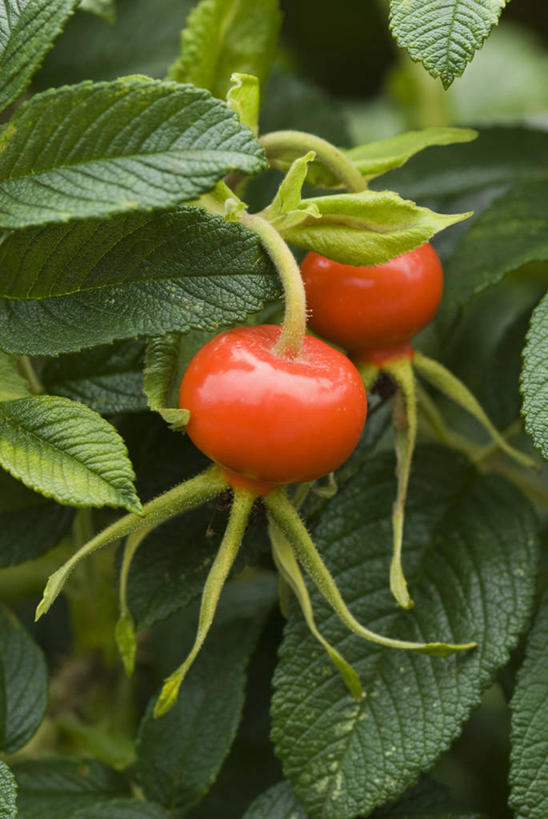 无人,竖图,室外,特写,白天,留白,美景,植物,玫瑰,水果,叶子,景观,红色,自然,橙色,景色,摄影,生长,灌木,明亮,清新,自然风光,蔷薇果,落叶树,秋天,彩图,对焦