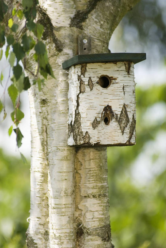 无人,竖图,室外,特写,白天,留白,美景,白桦树,野生动物,木制,木材,景观,园艺,树皮,笼子,鸟笼,树,树干,一个,灰色,自然,景色,摄影,单个,自然风光,彩图,对焦