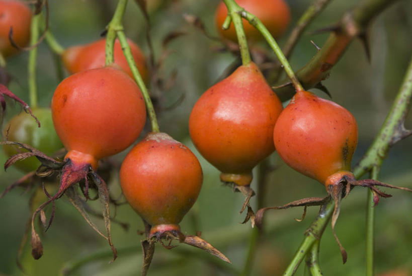 无人,横图,室外,特写,白天,留白,美景,植物,玫瑰,水果,景观,自然,橙色,景色,摄影,灌木,明亮,自然风光,蔷薇果,落叶树,秋天,彩图,对焦