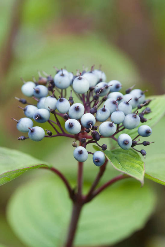 无人,竖图,室外,特写,白天,留白,美景,植物,浆果,景观,枝,蓝色,自然,景色,摄影,生长,灌木,伸出,清新,自然风光,柔焦,苍白,山茱萸,落叶树,秋天,彩图,对焦