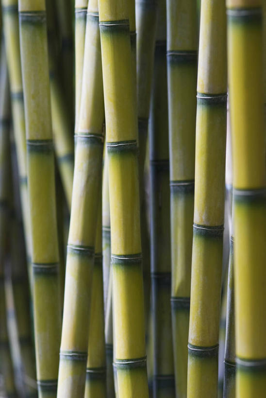 无人,竖图,室外,特写,白天,留白,美景,植物,叶子,条纹,景观,茎,黄色,绿色,自然,景色,摄影,生长,手杖,自然风光,式样,彩图,全画面,全框架,全帧,全画幅,对焦