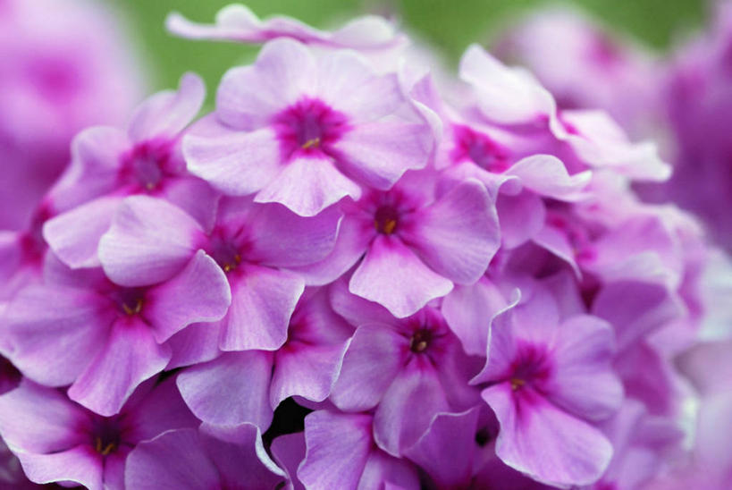 无人,横图,彩色,室外,特写,白天,美景,植物,盛开,景观,花蕾,花,花瓣,花朵,鲜花,一朵,粉色,自然,夏天,花苞,花蕊,景色,摄影,五颜六色,色彩斑斓,自然风光,五彩缤纷,五彩斑斓,五光十色,草夹竹桃,彩图,宿根福禄考,天蓝绣球,夏福禄,锥花福禄考,对焦