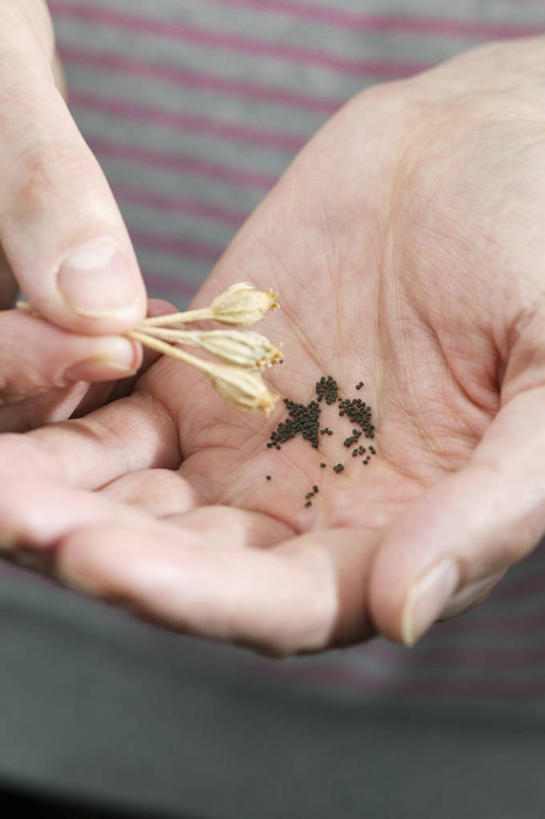 手,一个人,竖图,室外,特写,白天,留白,美景,植物,朦胧,模糊,景观,园艺,种子,花,自然,景色,人体,摄影,生长,自然风光,收集,蜡烛花,秋天,彩图,对焦