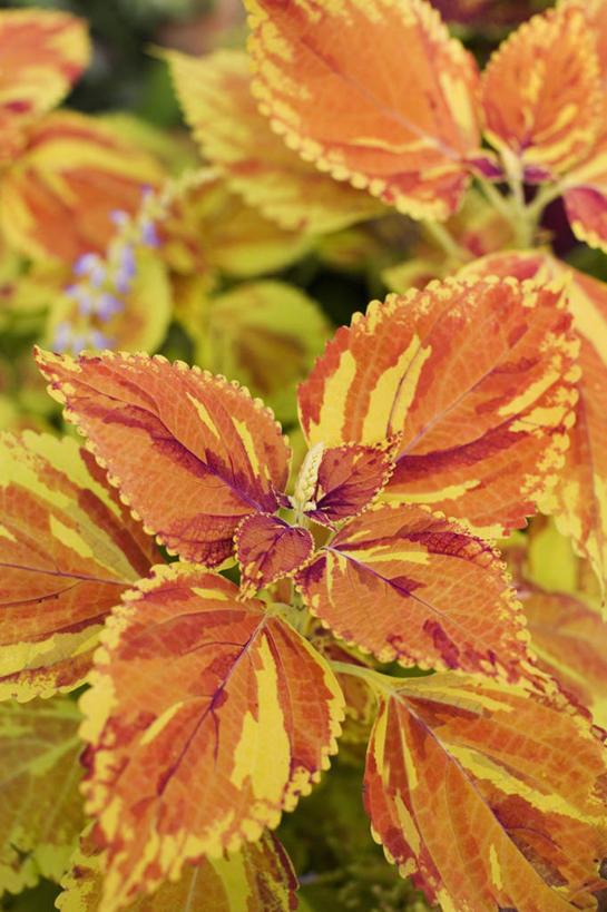 无人,竖图,彩色,室外,特写,白天,留白,美景,植物,叶子,景观,床上用品,标记,黄色,自然,橙色,景色,摄影,五颜六色,明亮,色彩斑斓,雀斑,清新,自然风光,五彩缤纷,五彩斑斓,式样,五光十色,彩图,全画面,全框架,全帧,全画幅,对焦