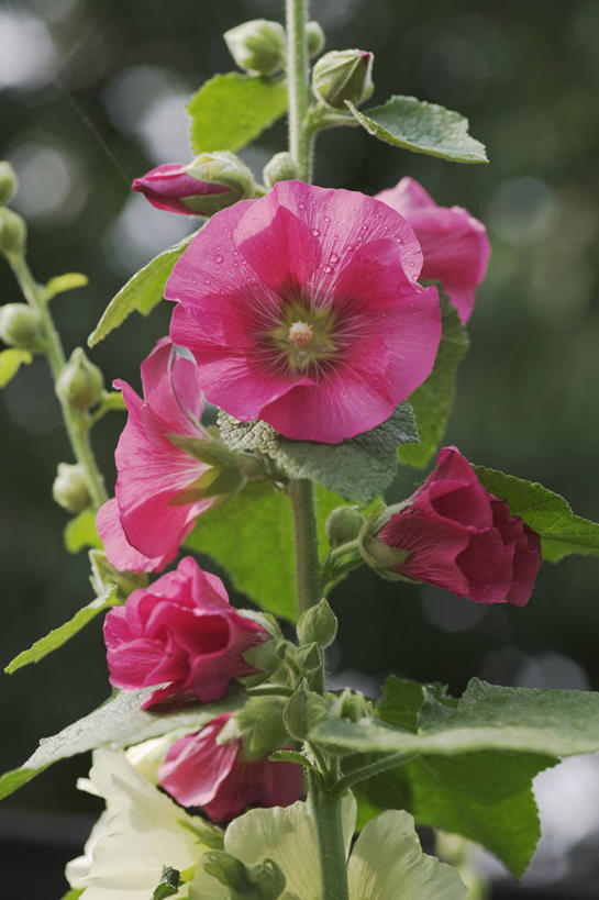 无人,竖图,室外,特写,白天,留白,美景,植物,景观,花,花瓣,粉色,自然,夏天,景色,摄影,明亮,自然风光,蜀葵,彩图,对焦,二年生植物