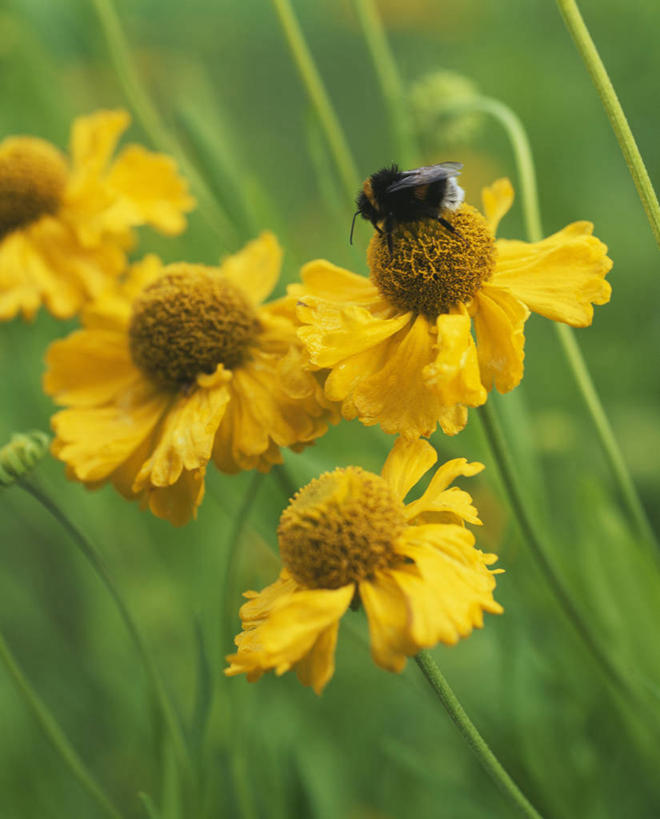 无人,竖图,室外,特写,白天,留白,美景,植物,野生动物,蜜蜂,昆虫,景观,园艺,花,花瓣,黄色,自然,夏天,橙色,景色,摄影,生长,明亮,清新,自然风光,柔焦,花粉,授粉,大黄蜂,收集,彩图,对焦,多年生植物,共生关系