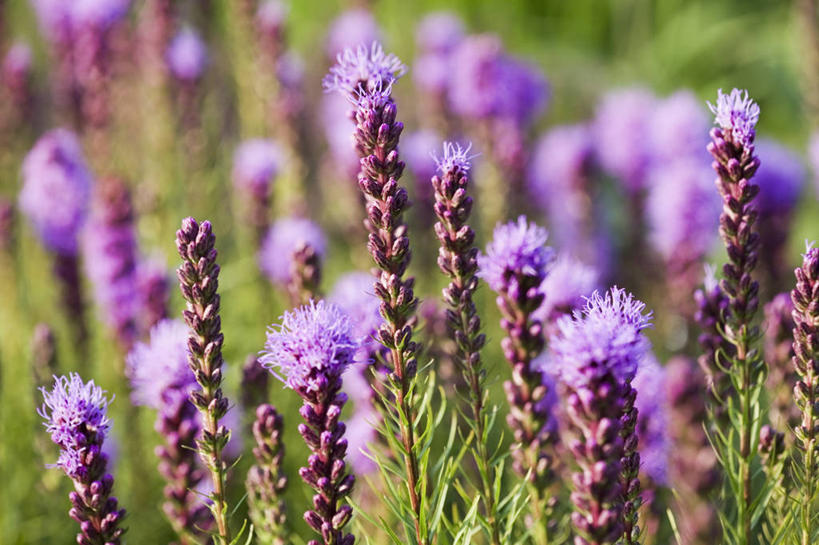 无人,横图,室外,特写,白天,留白,美景,太阳,植物,日光,景观,尖顶,花,花瓣,粉色,紫色,自然,夏天,景色,摄影,明亮,自然风光,柔焦,彩图,鹿舌草,对焦