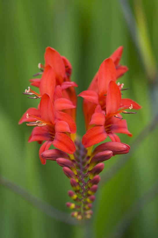 无人,竖图,室外,特写,白天,留白,美景,植物,景观,花蕾,花,花瓣,红色,自然,夏天,景色,摄影,生长,明亮,清新,显现,自然风光,柔焦,恶魔,彩图,对焦