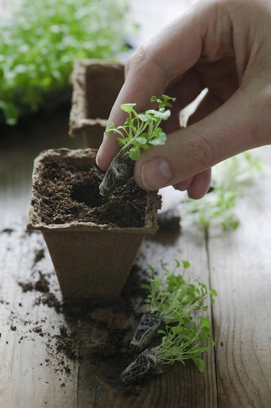 手,一个人,竖图,室外,特写,白天,留白,农业,美景,植物,桌子,微生物,叶子,花盆,种植,朦胧,模糊,分离,木制,盆栽,景观,泥土,园艺,根部,设备,物品,自然,容器,春天,职业,景色,治疗,人体,摄影,生长,纤维,手术,医疗,开刀,关爱,清新,自然风光,秧苗,分解,开端,彩图,全画面,全框架,全帧,外科手术,全画幅,对焦,降解,生物降解,半边莲属,生物降解材料
