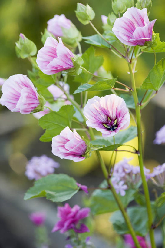 无人,竖图,室外,特写,白天,美景,植物,叶子,景观,花,花瓣,粉色,自然,夏天,景色,摄影,清新,自然风光,柔焦,金钱紫花葵,锦葵,荆葵,钱葵,淑气花,小白淑气花,恩惠,彩图,全画面,全框架,全帧,全画幅,奖杯,对焦