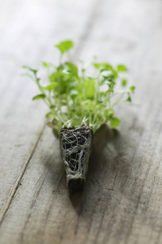 无人,竖图,特写,白天,留白,农业,美景,植物,桌子,叶子,木制,景观,园艺,根部,一个,自然,景色,摄影,生长,单个,清新,自然风光,柔焦,秧苗,开端,彩图,对焦,半边莲属