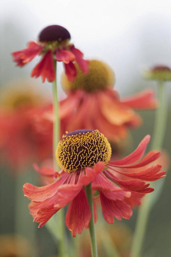无人,竖图,室外,特写,白天,留白,美景,植物,景观,花,花瓣,红色,自然,夏天,橙色,景色,摄影,明亮,清新,自然风光,柔焦,西洋蓍草,彩图,对焦