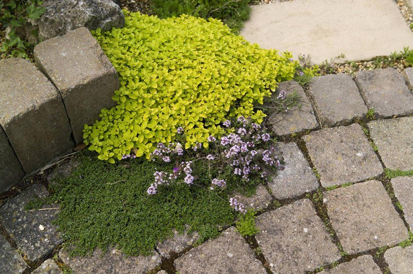 无人,横图,俯视,室外,白天,留白,美景,植物,叶子,砖,景观,院子,花瓣,自然,景色,摄影,块状,生长,灌木,百里香,伸出,草本,自然风光,沥青,苍白,彩图,高角度拍摄