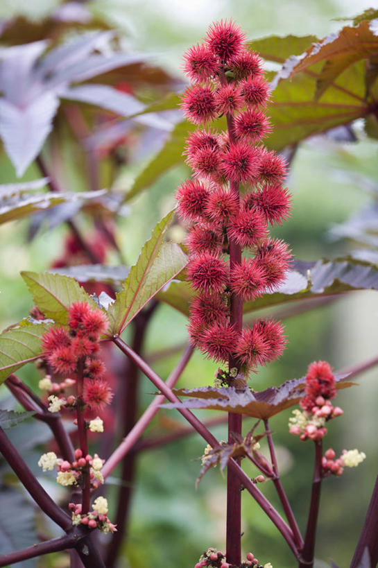 无人,竖图,室外,特写,白天,留白,美景,植物,叶子,景观,花,花瓣,粉色,红色,自然,景色,摄影,明亮,清新,自然风光,柔焦,青铜,蓖麻子,彩图,全画面,全框架,全帧,全画幅,对焦