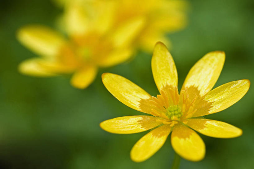 无人,横图,室外,特写,白天,留白,美景,植物,盛开,景观,毛茛,草药,药草,花蕾,中药,花,花瓣,花朵,鲜花,一朵,一个,黄色,自然,夏天,花苞,花蕊,景色,摄影,生长,单个,明亮,清新,自然风光,药材,中草药,柔焦,中药材,本草,老虎脚爪草,鱼疔草,彩图
