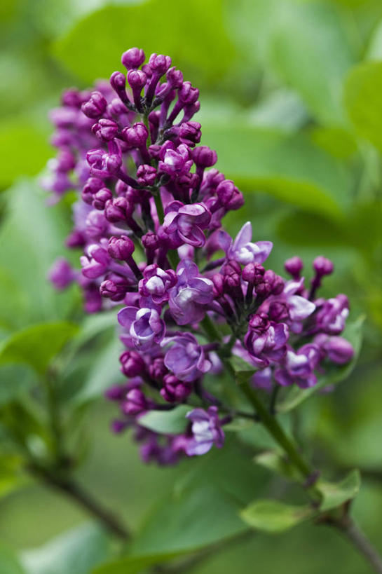 无人,竖图,室外,特写,白天,留白,美景,植物,丁香花,景观,花,花朵,一个,紫色,自然,花束,春天,景色,摄影,生长,单个,清新,自然风光,彩图