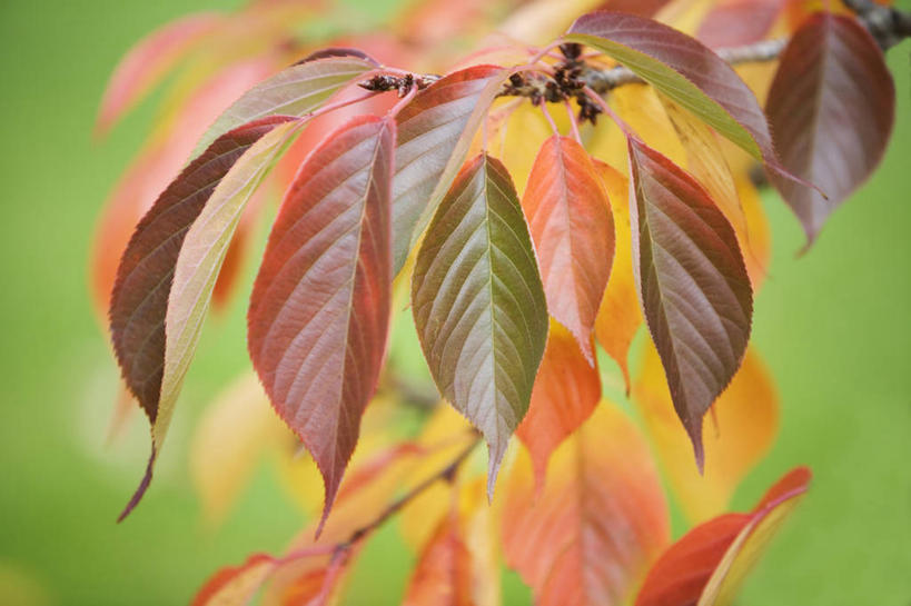 无人,横图,室外,特写,白天,留白,美景,植物,叶子,吊挂,悬挂,景观,果树,枝,挂,樱桃树,树,树木,一个,红色,绿色,自然,橙色,景色,季节,摄影,生长,单个,成长,自然风光,落叶树,秋天,彩图