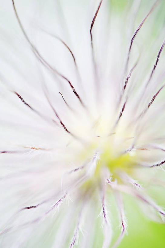 无人,竖图,室外,特写,白天,美景,白头翁,景观,种子,白色,自然,景色,摄影,自然风光,彩图,全画面,全框架,全帧,全画幅